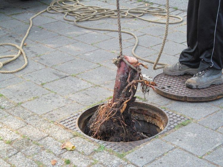 Rioolproblemen Door Boomwortels